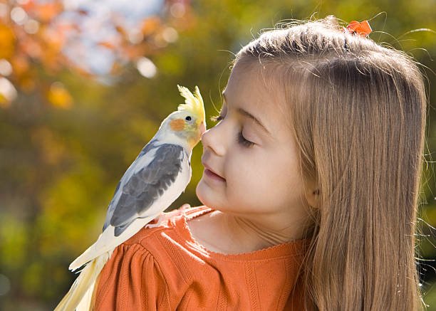 Cacatúa Ninfa Las mejores Aves Exóticas Domésticas